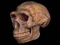 videos de Rebuttal to The Fake Ape-Men  The Evolution Conspiracy