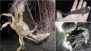 ありがとう朝潮運河!!でかハゼと巨大モクズガニが釣れました