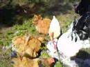 hnsene-sier-b.html