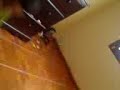 el tesero perdido