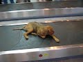 krasnodar-airport-dog.html