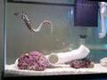 Feeding my Tesselata Eel