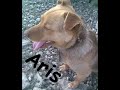 Recitali per politikanat tane.wmv