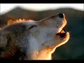 Search Video