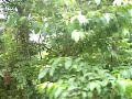Video taken during my Mumbai-Madgaon-Londa-Miraj trip. Here Vasco-NZM Goa express climbing the famous Braganza Ghat towards Londa. There is a small station where you can get down for Dudh-Sagar falls.