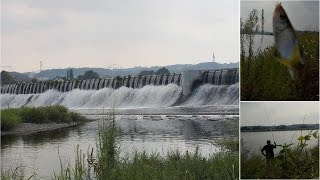 夏はやっぱりオイカワの素揚げ!絶景の調布多摩川で釣ってきました