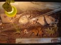 The Story of My Ant Colony: Myrmica rubra