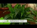 John Dromgoole--indoor plants: Central Texas Gardener John Dromgoole--indoor plants: Central Texas Gardener
