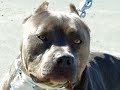 American Bully  Pit   Bulls