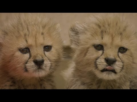 San Diego/USA: Geparden-Nachwuchs im San Diego Safari Park