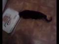 videos de Pizza