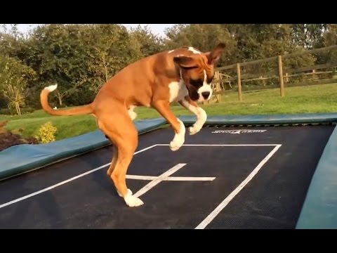 Os cães adoram trampolins