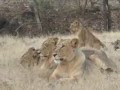 LIONE GIR NATIONAL PARK .wmv