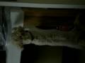 videos de roxy, molly and bird
