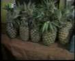 Tanzanian Prime Minister Launch East African Organic Standar