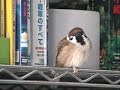 singing sparrow / 熱唱すずめ