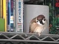 Singing Sparrow / ????? Singing Sparrow / ?????
