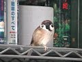 singing sparrow / 熱唱すずめ