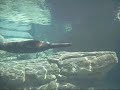 New York - Aquarium Seal