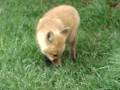 videos de red fox and litter cape breton nova scotia