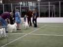 Finger Lakes Show/ Island Eskie
