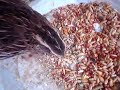 Zee Quails Zee Quails