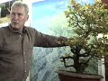 Buche - Bonsai Workshop Walter Pall