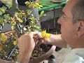 Buche - Bonsai Workshop Walter Pall