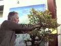 Buche - Bonsai Workshop Walter Pall
