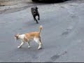 Dog eat cat