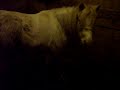 Strangles: Odin in Stall Abscesses