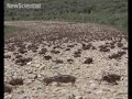 Cricket swarms are driven by salt, protein and cannibalism