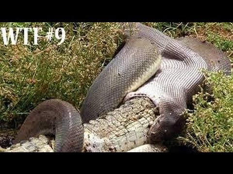Snake Eats Crocodile - WTF #9