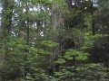 Caryl's Vancouver