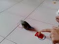 minou-has-a-little-secret.html