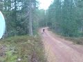 Tristan som draghund