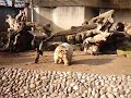The Bears at Heidelberg Zoo