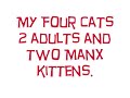 My Four Cats My Four Cats