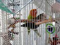 Lovebirds having fun mating
