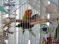 Lovebirds having fun mating