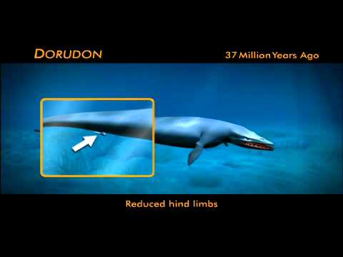how to homologous structures provide evidence for evolution