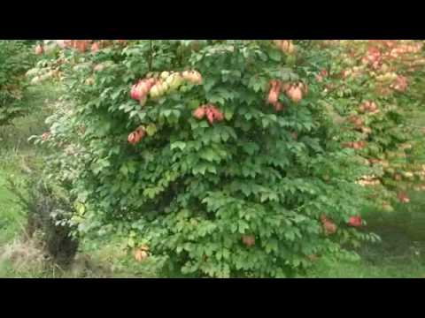 how to fertilize burning bush