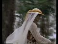 En 1993 El Canal de las Estrellas de Televisa, transmitia una serie de promocionales de las maravillas naturales, arquitectonicas e historicas de México, En ese tiempo Eugenia Cauduro figuraba como la Imagen de el Canal de las estrellas, aqui les expongo uno de esos promos.Todos los derechos de este video son propiedad de Grupo Televisa, el siguiente video es solo crestomatía.