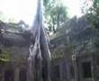 The Ruins of Ta Prohm