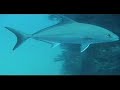 ショットオンライン動画