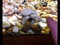 soft shell turtle
