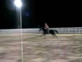 Josie Snoop Windy Acres 12 08.AVI