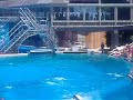 Shamu Trick Shamu Trick