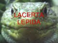 lacerta lepida o lagarto ocelado