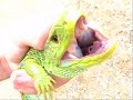 Lacerta Lepida o Lagarto ocelado